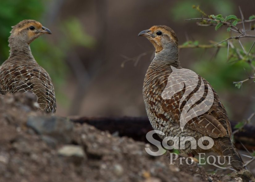 Křepelky granule 25kg