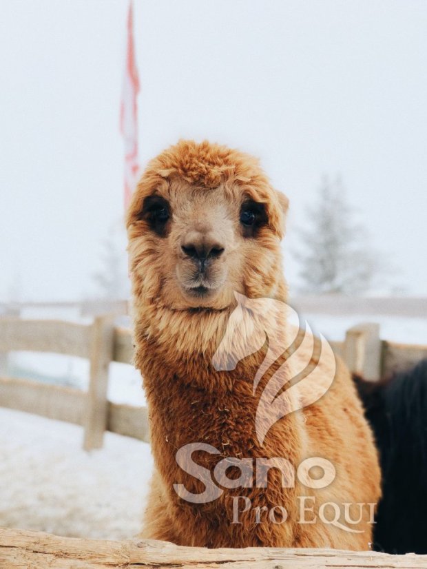 Alpaky, lamy granule 25kg zimní směs