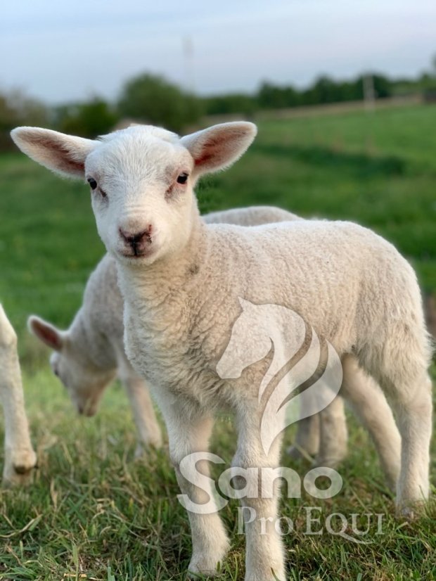 Jehňata granule 25kg