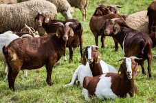 Ovce a kozy granule 25kg