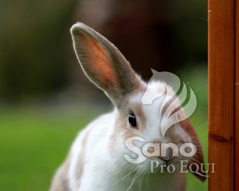 Králík zakrslý 10kg - granule