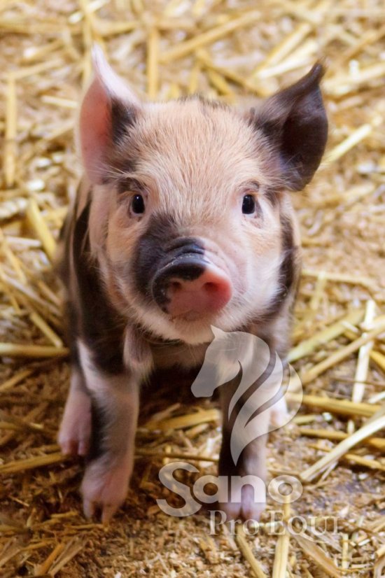 A1 sypká 25kg - pro prasata od 15 do 35kg