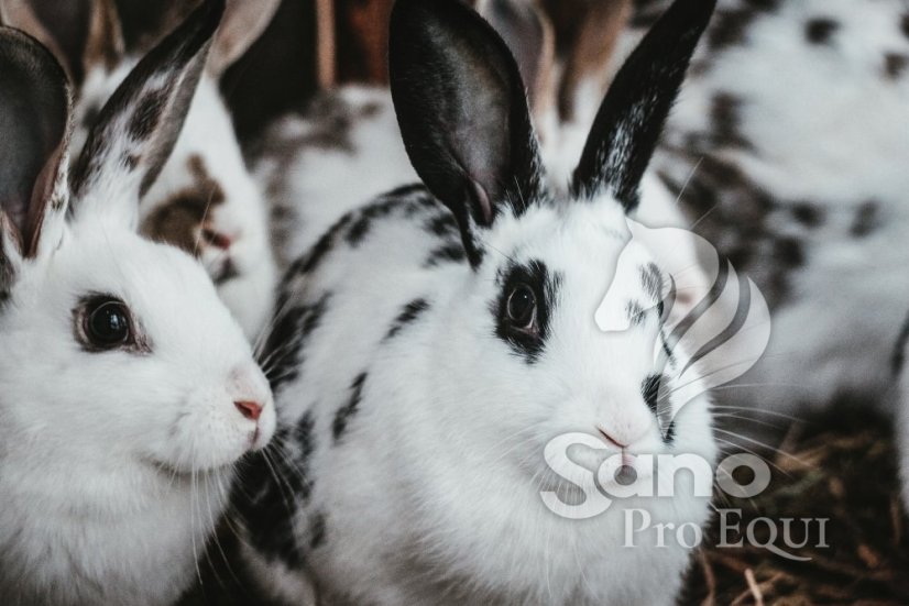 KKSKC 25kg - granule chov s antikokcidikem