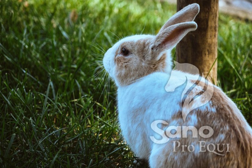 KKVKC 25kg – granule s antikokcidikem KKVKC 25kg – granule s antikokcidikem