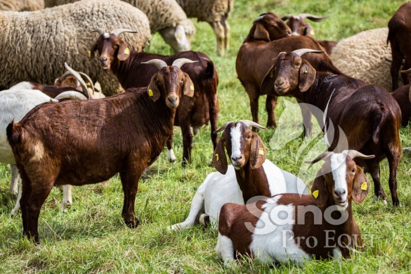 Ovce a kozy granule 25kg Ovce a kozy granule 25kg