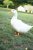 Kachny, husy KACH2 granule 25kg