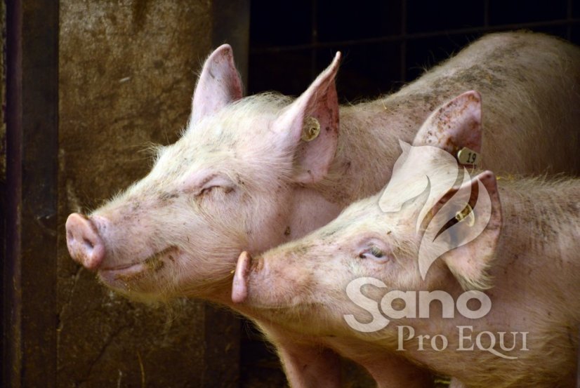 A2 granule 25kg - pro prasata od 35 do 60kg