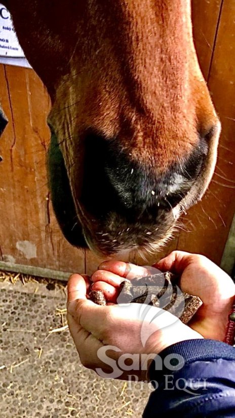 Sano ProEQUI KokiNO GRAIN 15 kg