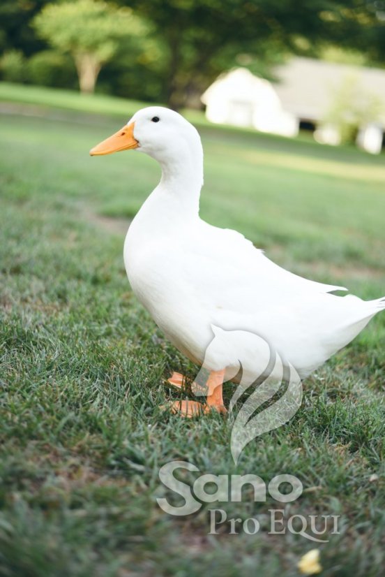 Kachny, husy KACH2 granule 25kg