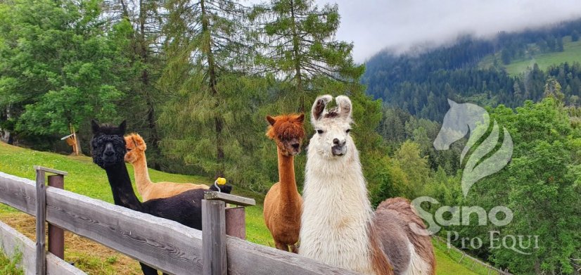 Alpaky, lamy granule 25kg letní směs