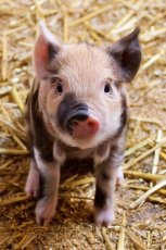 A1 sypká 25kg - pro prasata od 15 do 35kg