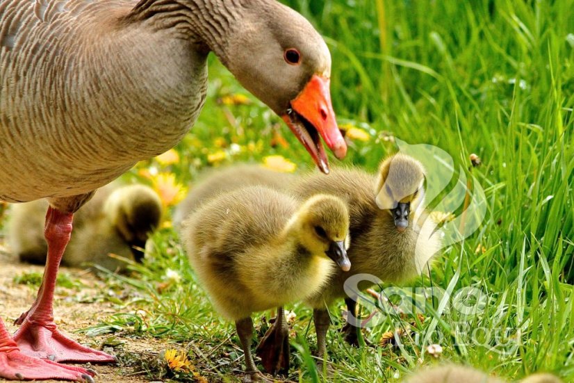 Kachny, husy KACH1 sypká 25kg